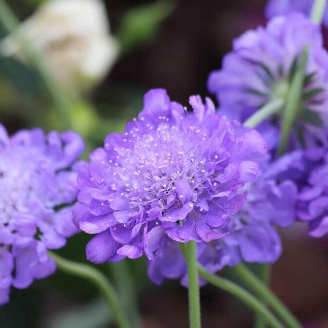 Pincushion Scabiosa Seeds - Heirloom Flower Garden Seeds for Growing