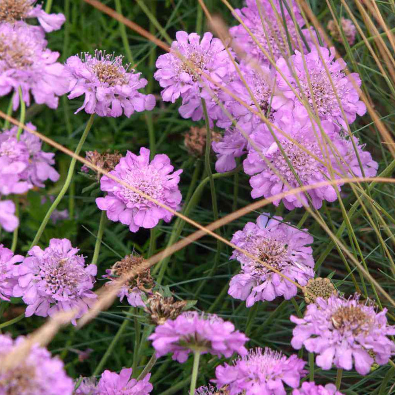 Pincushion Scabiosa Seeds - Heirloom Flower Garden Seeds for Growing