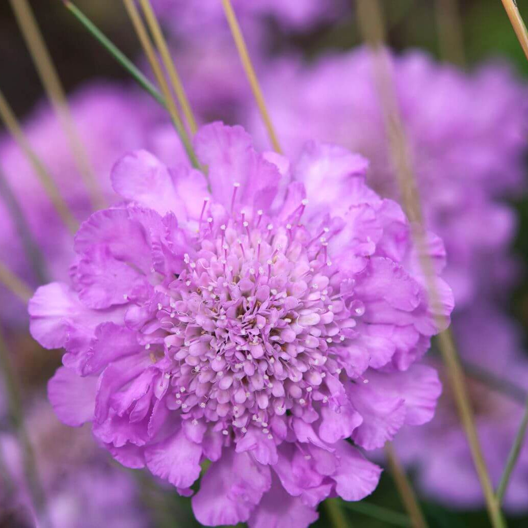 Pincushion Scabiosa Seeds - Heirloom Flower Garden Seeds for Growing