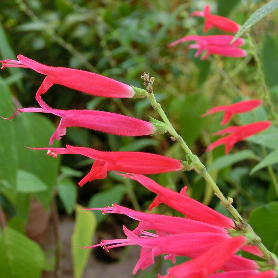 Pineapple Sage Seeds - Mixed Garden Seeds for Growing