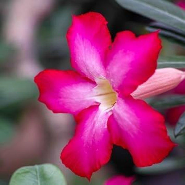 Pink Adenium obesum Seeds - Heirloom Flower Garden Seeds for Growing