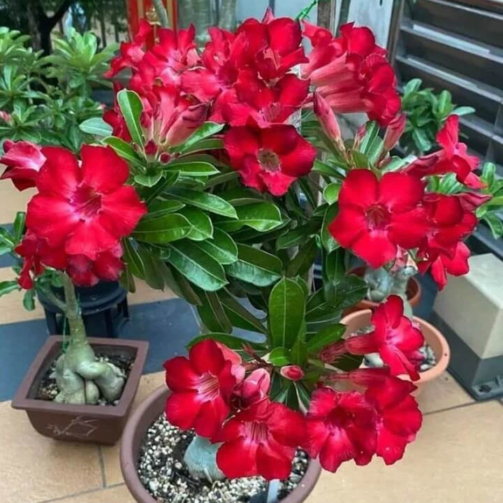 Pink Adenium obesum Seeds - Heirloom Flower Garden Seeds for Growing