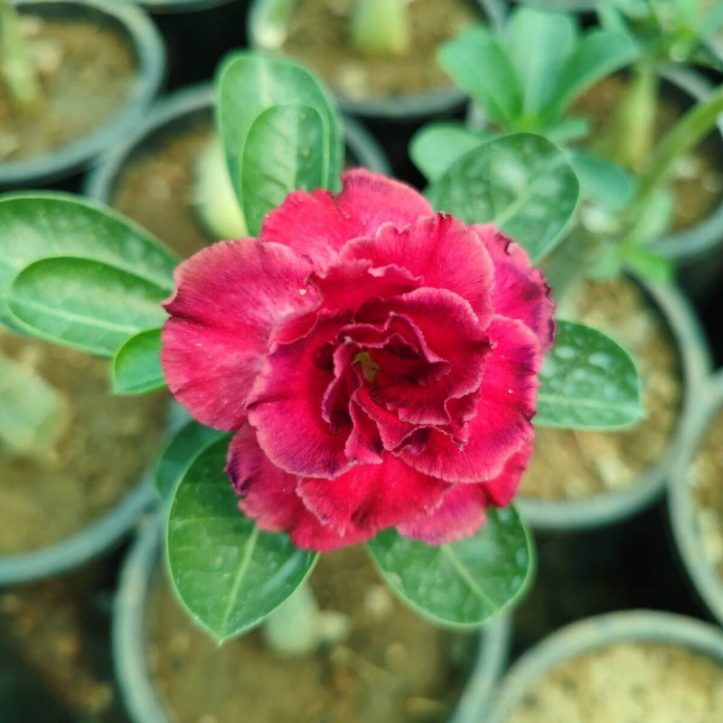 Pink Adenium obesum Seeds - Heirloom Flower Garden Seeds for Growing