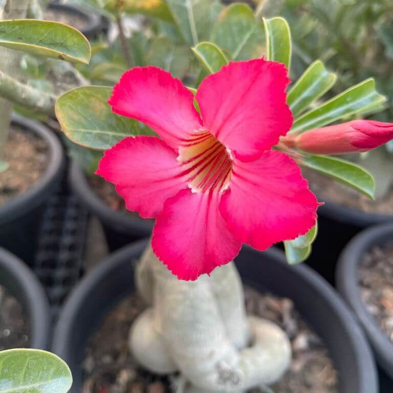 Pink Adenium obesum Seeds - Heirloom Flower Garden Seeds for Growing