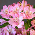 Pink Alstroemeria Seeds - Heirloom Flower Garden Seeds for Growing
