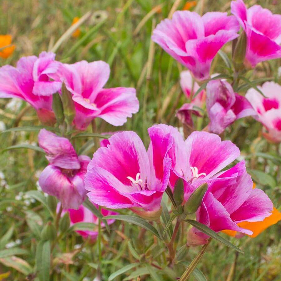 Pink Amoena Clarkia Seeds -  Heirloom Flower Garden Seeds for Growing