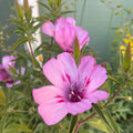Pink Amoena Clarkia Seeds -  Heirloom Flower Garden Seeds for Growing