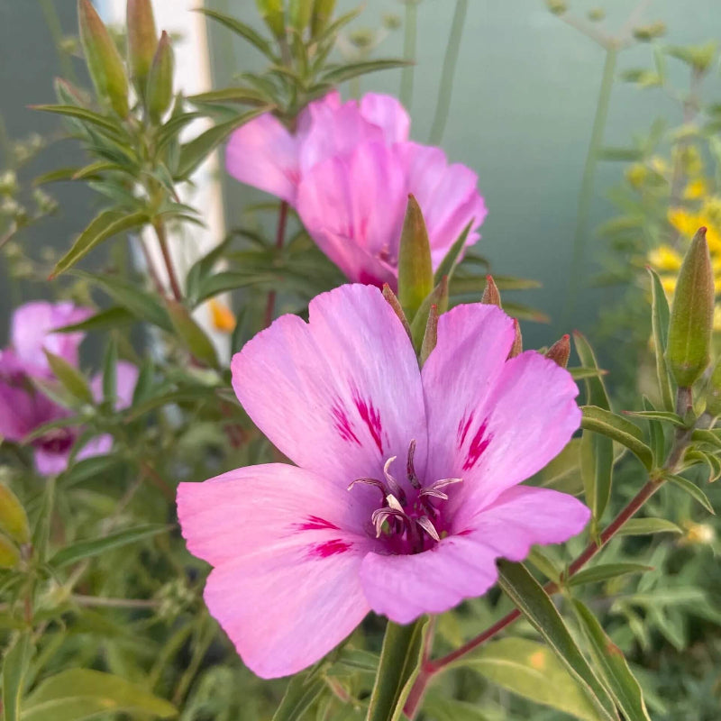 Pink Amoena Clarkia Seeds -  Heirloom Flower Garden Seeds for Growing