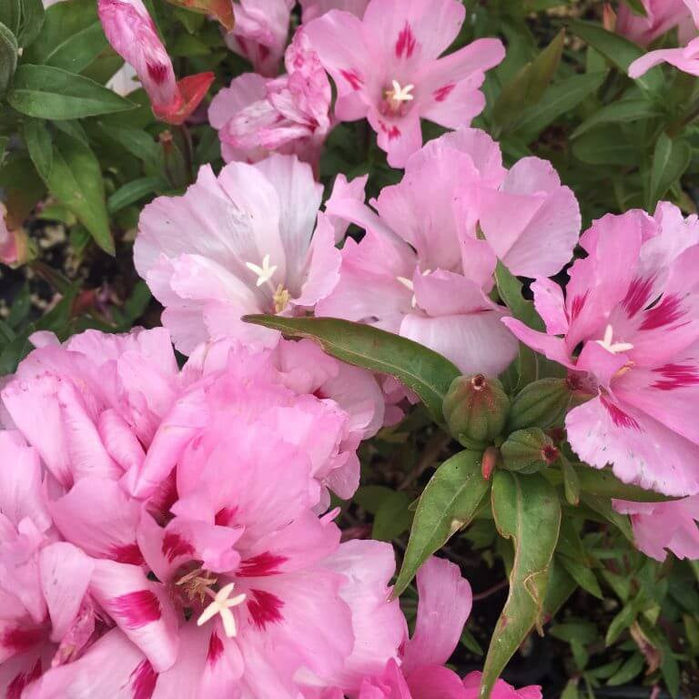 Pink Amoena Clarkia Seeds -  Heirloom Flower Garden Seeds for Growing