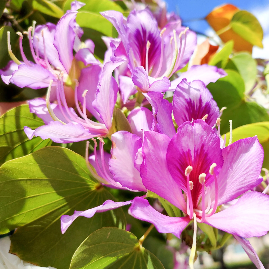 Pink Bauhinia Variegata Seeds - Heirloom Flower Garden Seeds for Growing