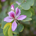 Pink Bauhinia Variegata Seeds - Heirloom Flower Garden Seeds for Growing