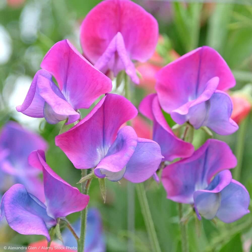 Pink Blue Sweet Pea Seeds - Heirloom Flower Garden Seeds for Growing