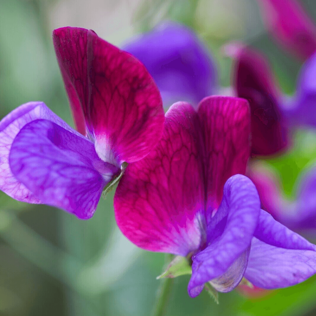 Pink Blue Sweet Pea Seeds - Heirloom Flower Garden Seeds for Growing