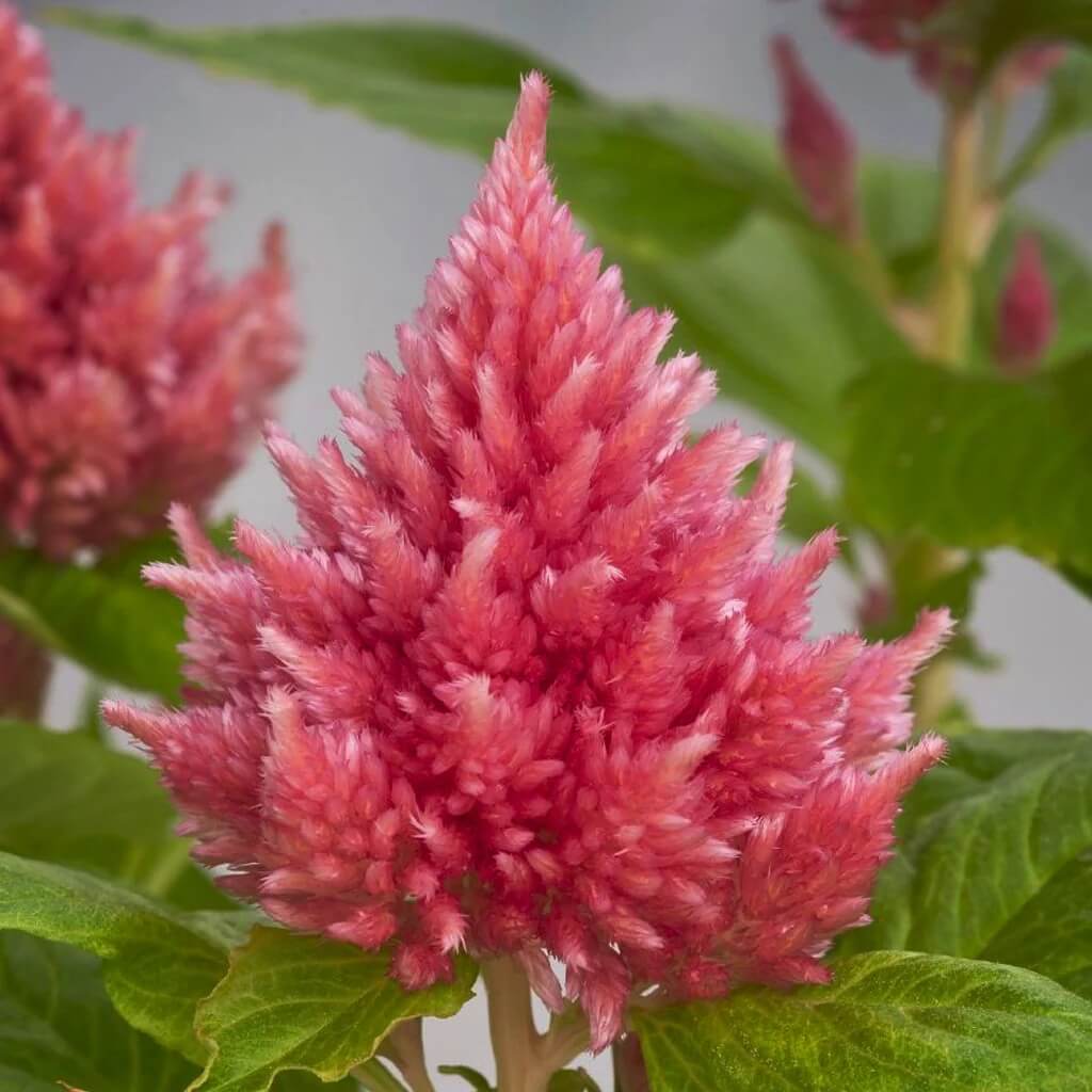 Pink Celosia Caracas Seeds - Heirloom Flower Garden Seeds for Growing