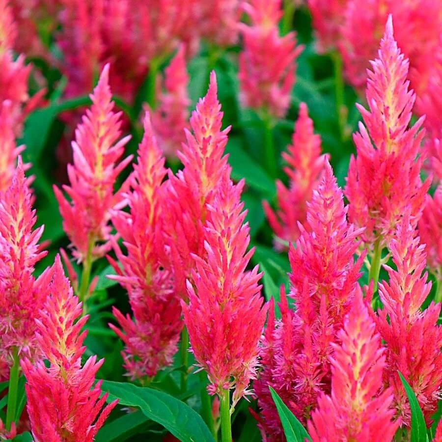 Pink Celosia Caracas Seeds - Heirloom Flower Garden Seeds for Growing