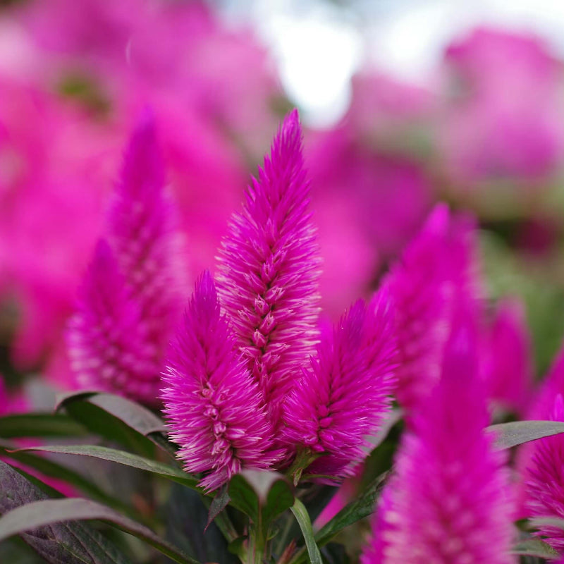 Pink Celosia Caracas Seeds - Heirloom Flower Garden Seeds for Growing