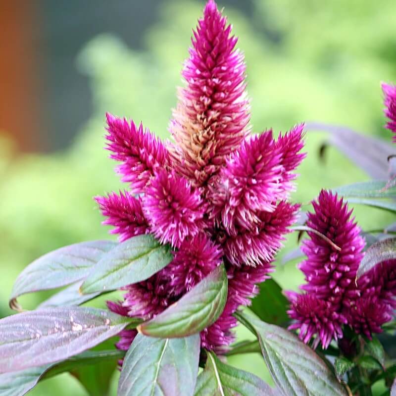Pink Celosia Caracas Seeds - Heirloom Flower Garden Seeds for Growing