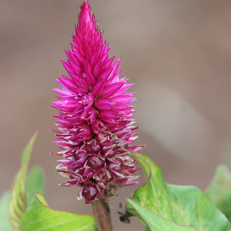 Pink Celosia Caracas Seeds - Heirloom Flower Garden Seeds for Growing