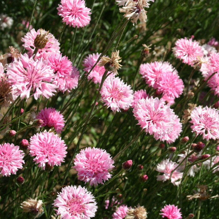 Pink Charm Bachelor Buttons Seeds - Heirloom Flower Garden Seeds for Growing