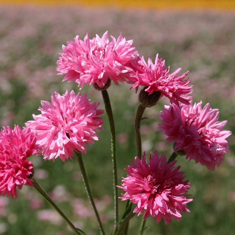 Pink Charm Bachelor Buttons Seeds - Heirloom Flower Garden Seeds for Growing
