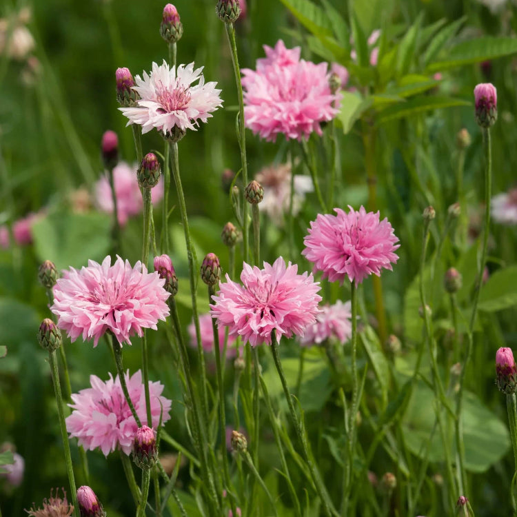 Pink Charm Bachelor Buttons Seeds - Heirloom Flower Garden Seeds for Growing
