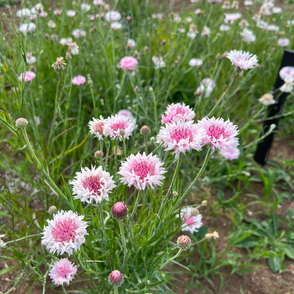 Pink Charm Bachelor Buttons Seeds - Heirloom Flower Garden Seeds for Growing