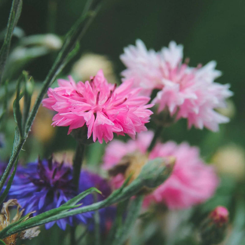 Pink Charm Bachelor Buttons Seeds - Heirloom Flower Garden Seeds for Growing