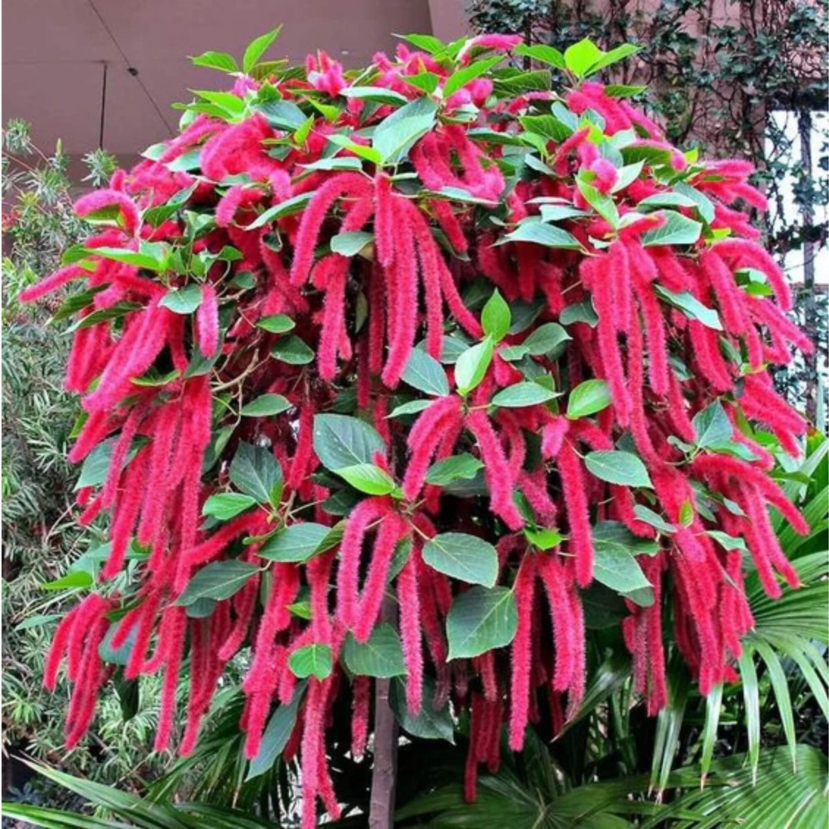 Pink Chenille Acalypha Seeds - Heirloom Flower Garden Seeds for Growing