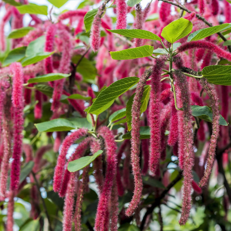Pink Chenille Acalypha Seeds - Heirloom Flower Garden Seeds for Growing