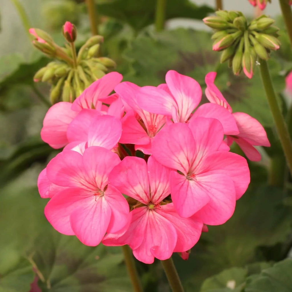 Pink Climbing Geranium Seeds  - Heirloom Flower Garden Seeds for Growing