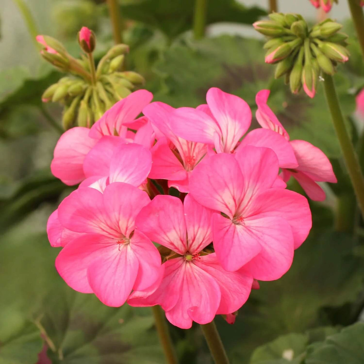 Pink Climbing Geranium Seeds  - Heirloom Flower Garden Seeds for Growing