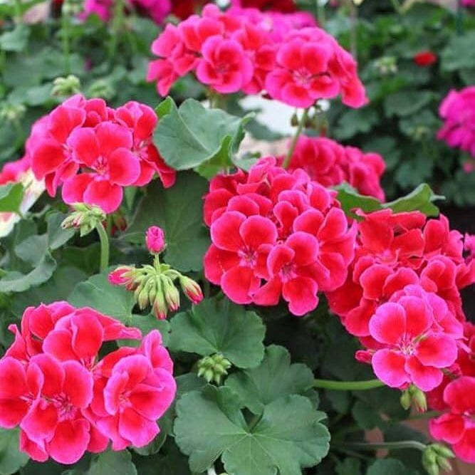 Pink Climbing Geranium Seeds  - Heirloom Flower Garden Seeds for Growing