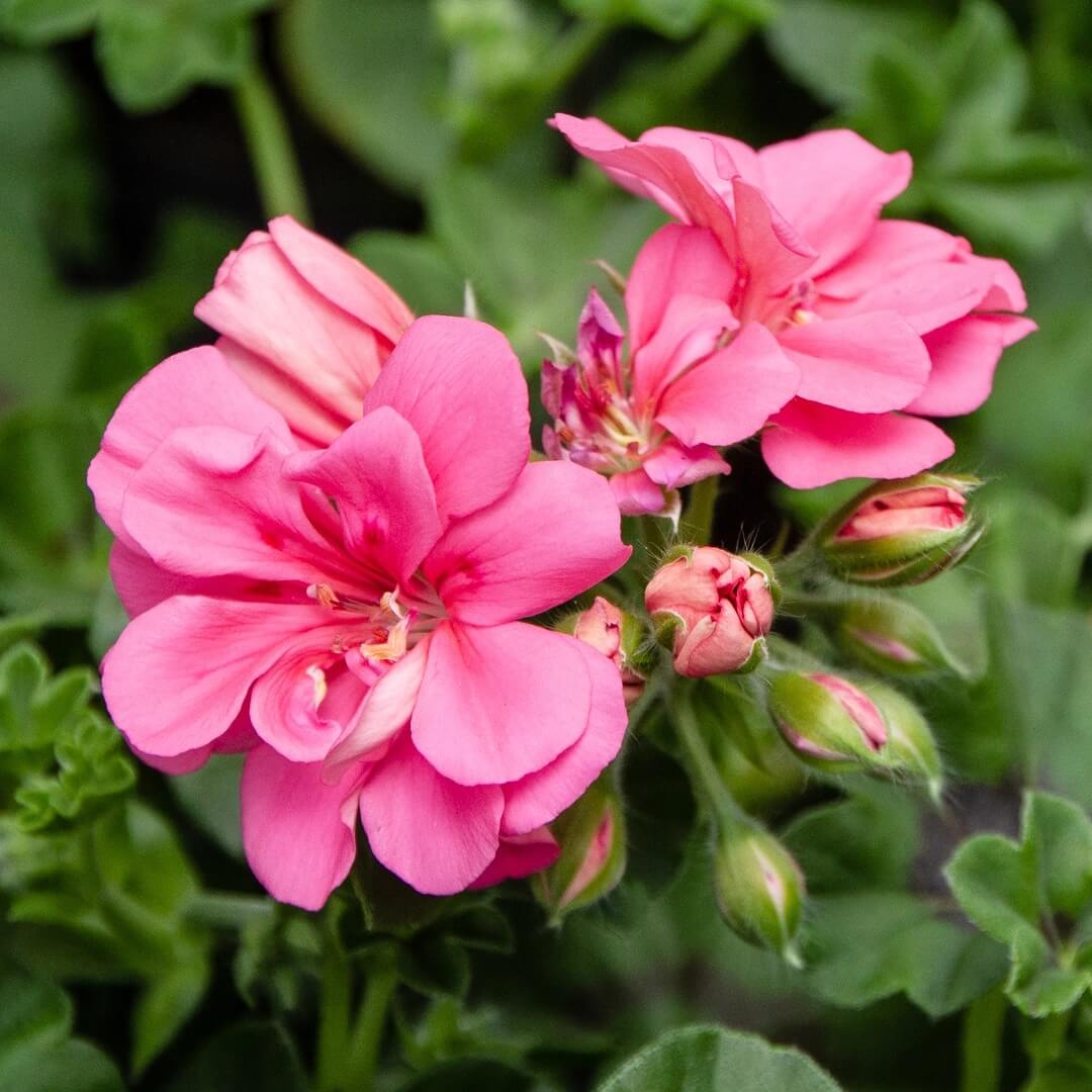 Pink Climbing Geranium Seeds  - Heirloom Flower Garden Seeds for Growing