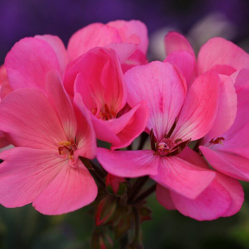 Pink Climbing Geranium Seeds  - Heirloom Flower Garden Seeds for Growing