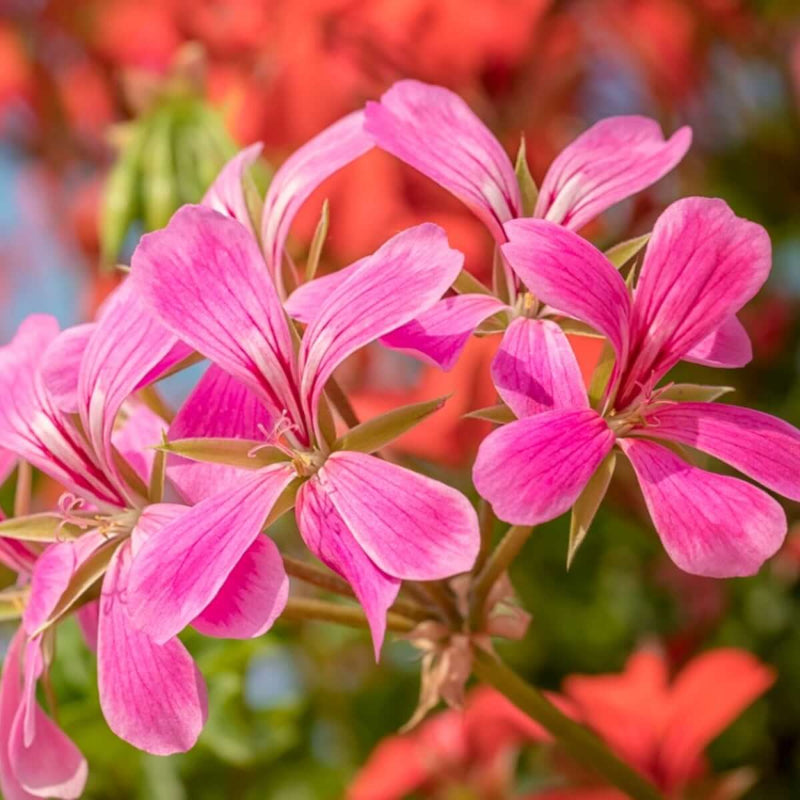 Pink Climbing Geranium Seeds  - Heirloom Flower Garden Seeds for Growing