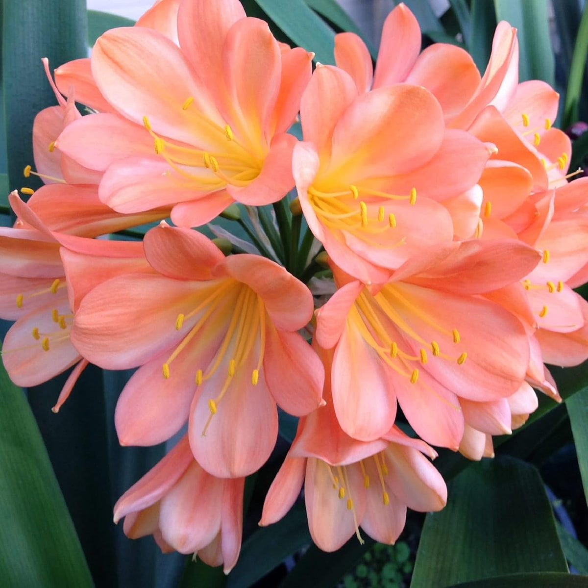 Pink Clivia Miniata Seeds - Heirloom Flower Garden Seeds for Growing