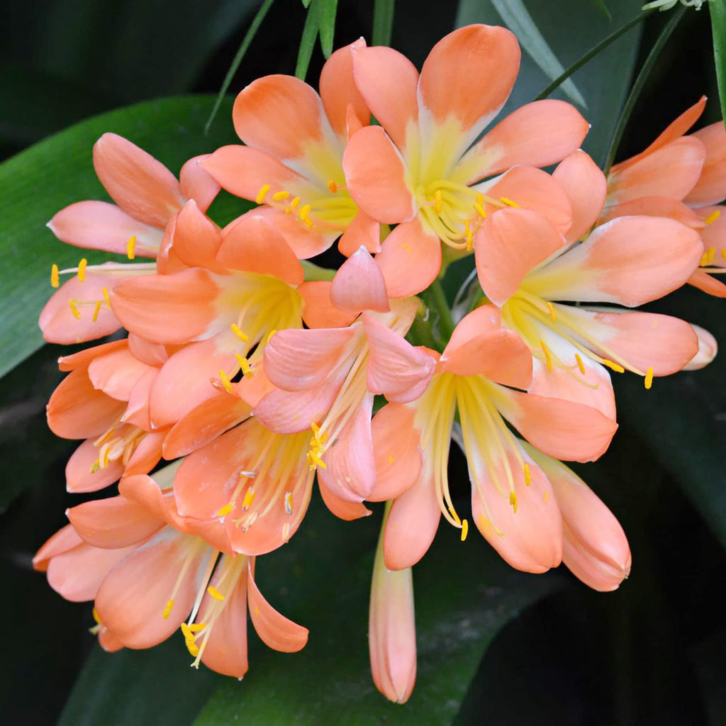 Pink Clivia Miniata Seeds - Heirloom Flower Garden Seeds for Growing