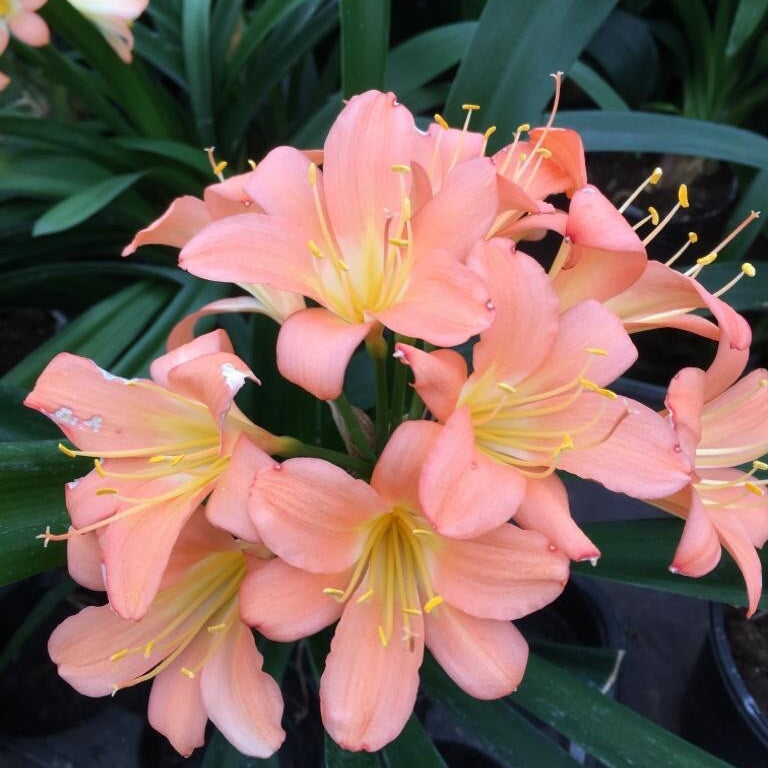 Pink Clivia Miniata Seeds - Heirloom Flower Garden Seeds for Growing