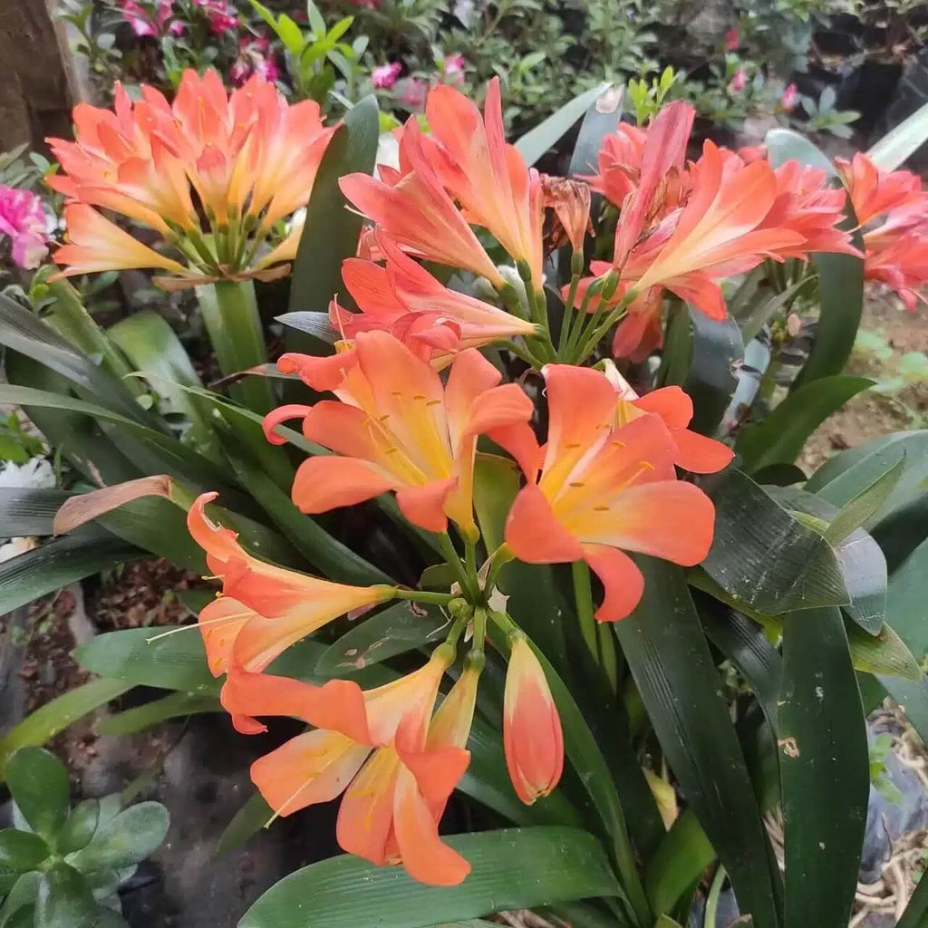 Pink Clivia Miniata Seeds - Heirloom Flower Garden Seeds for Growing