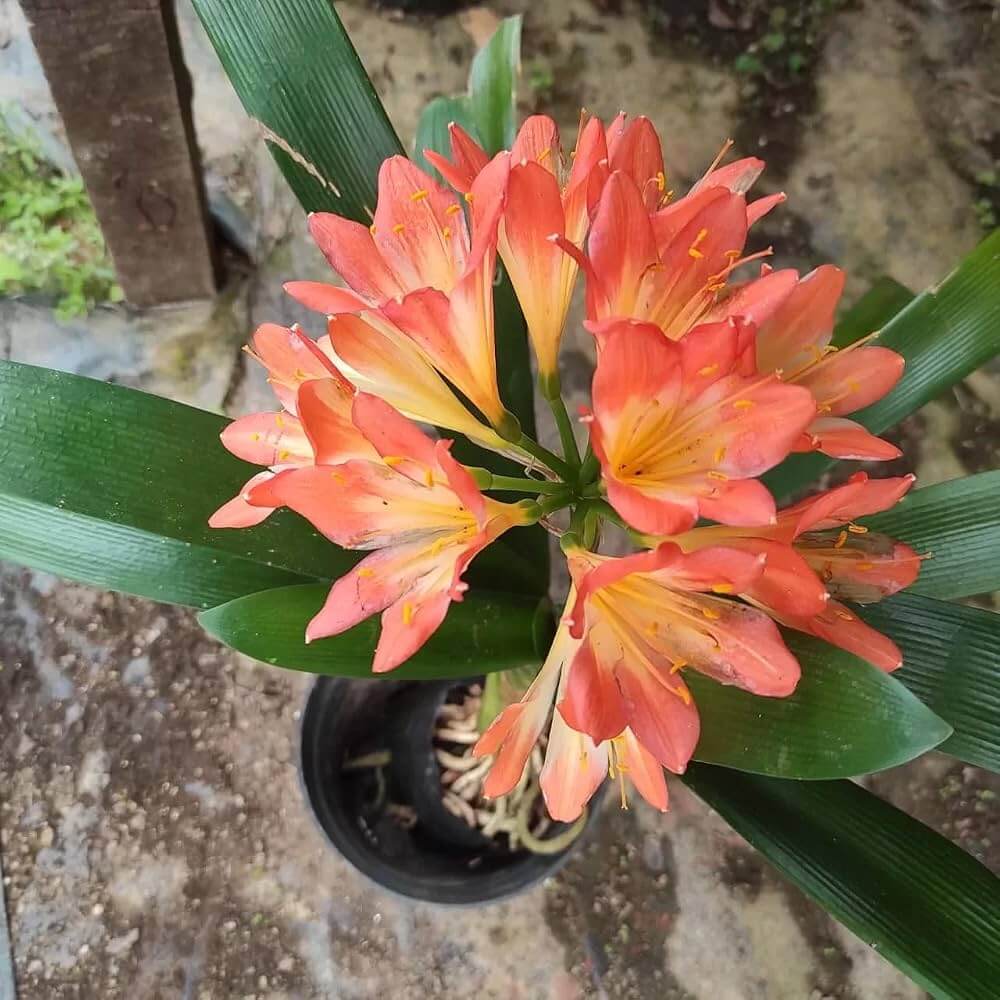 Pink Clivia Miniata Seeds - Heirloom Flower Garden Seeds for Growing