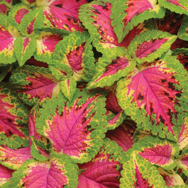 Pink Coleus Seeds  - Heirloom Flower Garden Seeds for Growing