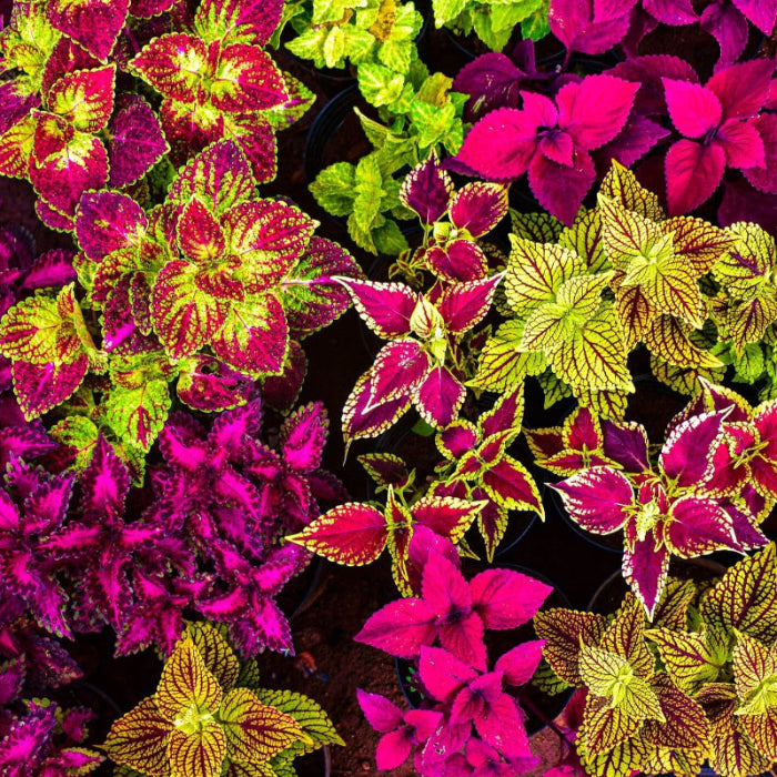 Pink Coleus Seeds  - Heirloom Flower Garden Seeds for Growing