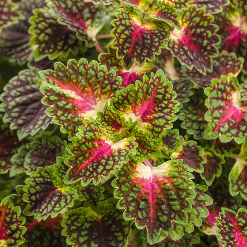 Pink Coleus Seeds  - Heirloom Flower Garden Seeds for Growing