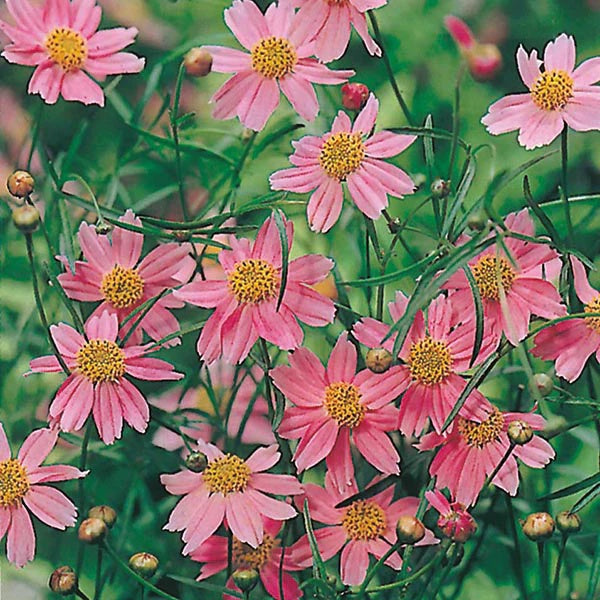 Pink Coreopsis Seeds -  Heirloom Flower Garden Seeds for Growing