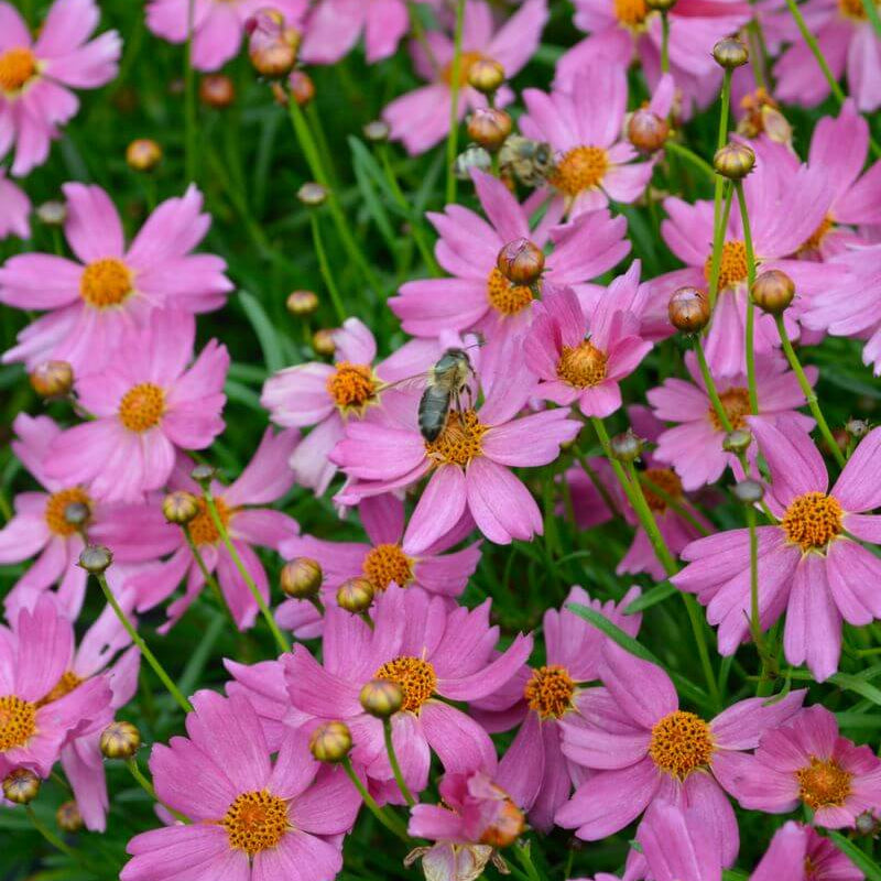 Pink Coreopsis Seeds -  Heirloom Flower Garden Seeds for Growing