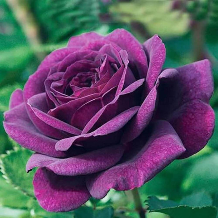 Pink Dark Violet Rosa spp. Seeds - Heirloom Flower Garden Seeds for Growing
