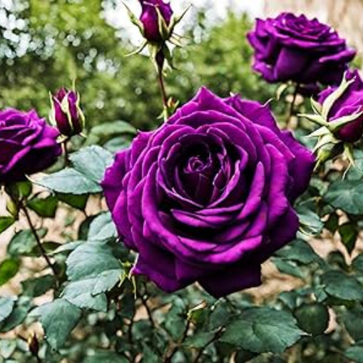 Pink Dark Violet Rosa spp. Seeds - Heirloom Flower Garden Seeds for Growing