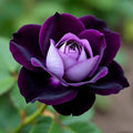 Pink Dark Violet Rosa spp. Seeds - Heirloom Flower Garden Seeds for Growing