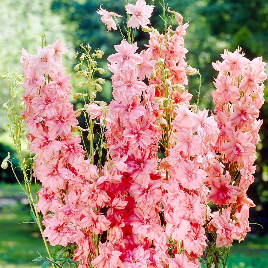 Pink Delphinium Seeds - Heirloom Flower Garden Seeds for Growing
