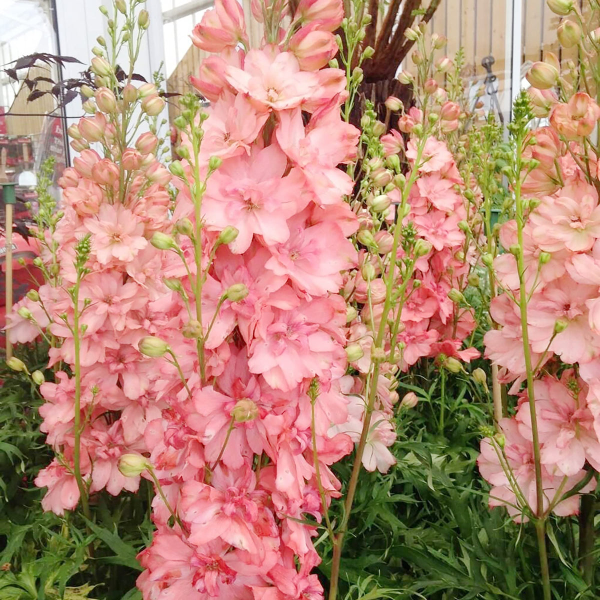 Pink Delphinium Seeds - Heirloom Flower Garden Seeds for Growing